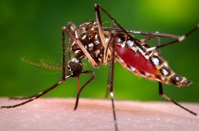 Dengue mosquito