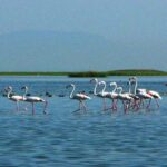Chilika Lake