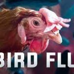 Human Case Of H5 Bird Flu
