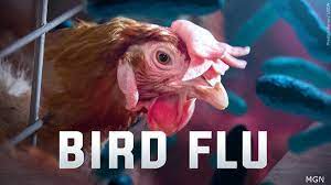 Human Case Of H5 Bird Flu