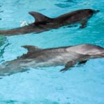 Military Dolphins