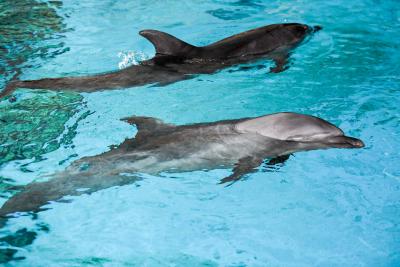 Military Dolphins