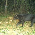 Black Panther