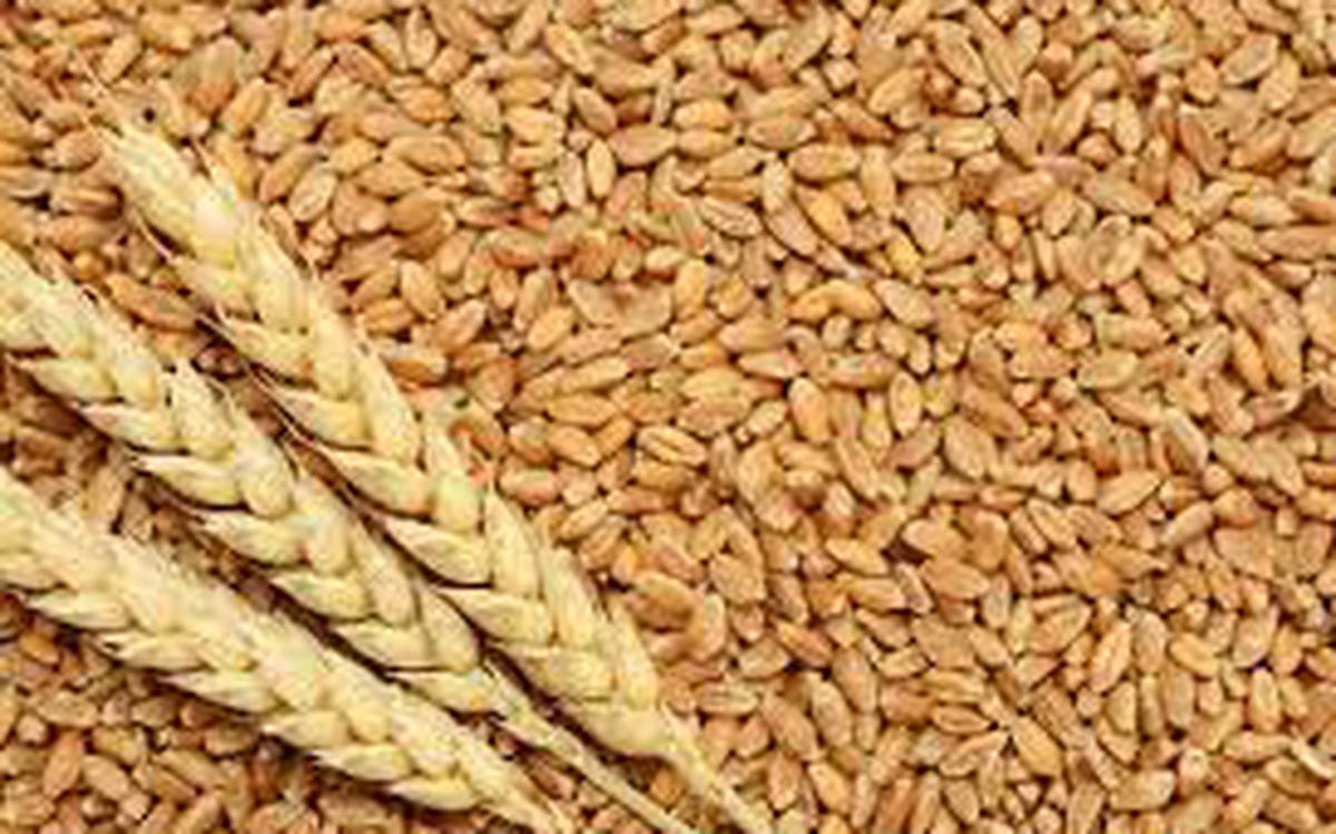 Indian wheat