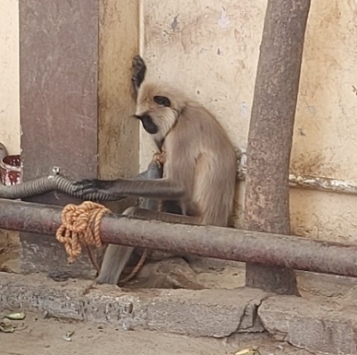 Freedom Langur