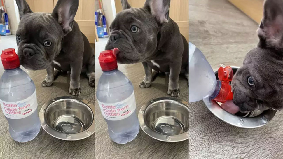 can a 1 month old puppy drink water