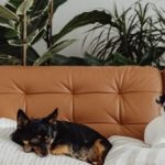 Plant-Pets