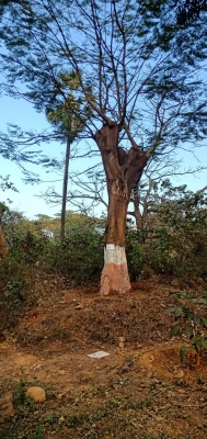 Aarey forest