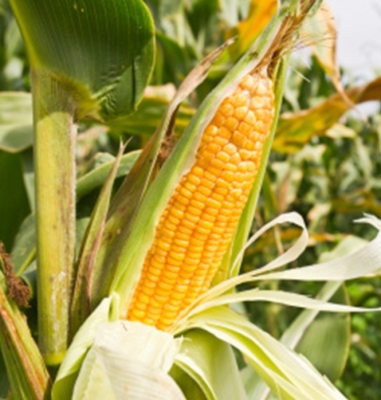 Maize