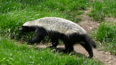 Honey badger