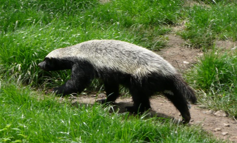 Honey badger