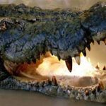 crocodile
