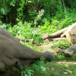 Elephant death