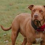 Pit-bull dogs