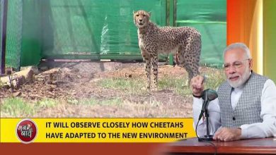 Naming Cheetah