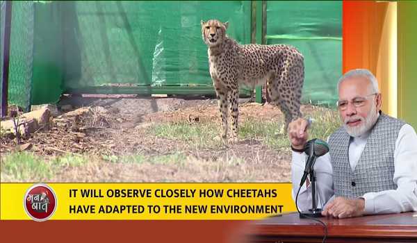 Naming Cheetah