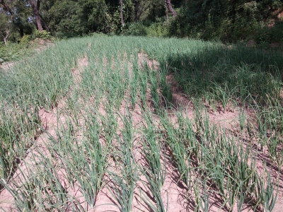 Chemical free farming