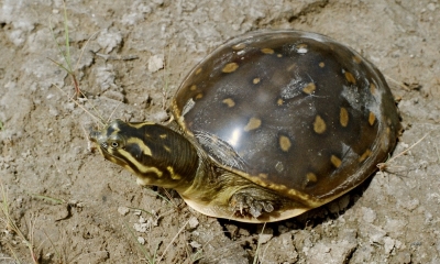 Atar Turtles