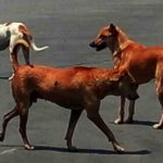 Stray Dogs