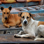 Stray Dogs
