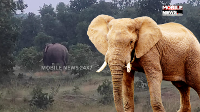 Elephant In Sundergarh