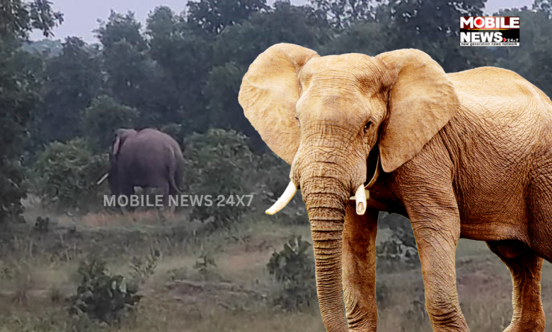 Elephant In Sundergarh