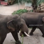 Elephants Enter