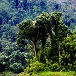 Jungle