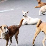 Stray dogs
