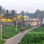 Elephant Enters Human Habitat In Pipili