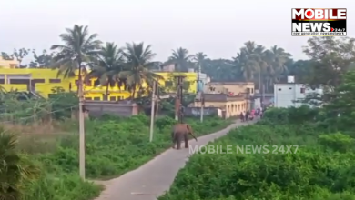 Elephant Enters Human Habitat In Pipili