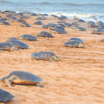 Olive Ridley Turtles