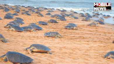 Olive Ridley Turtles