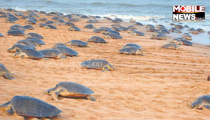 Olive Ridley Turtles