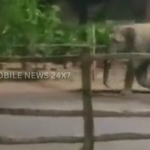 Elephant Enters Bhubaneswar