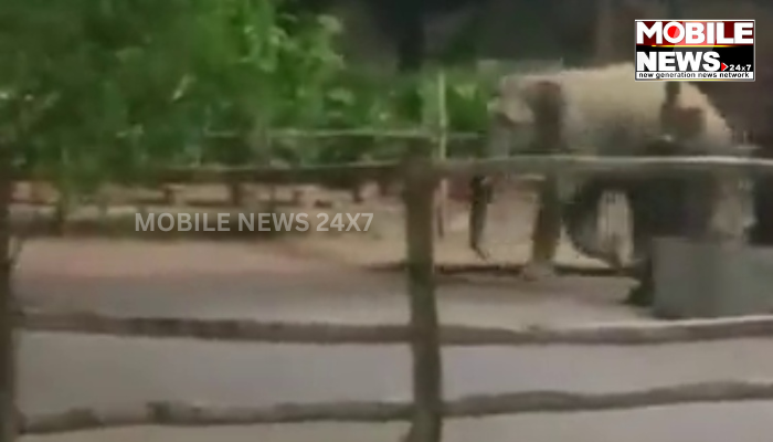 Elephant Enters Bhubaneswar