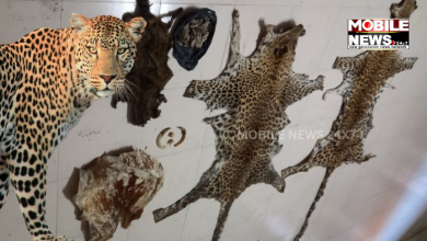 Leopard Skins Seized