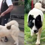 Pet Dog Moved From Colony