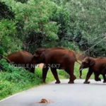 Elephant Herd Disrupts