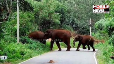 Elephant Herd Disrupts