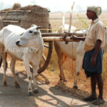 Bullock Cart