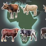 Cattle