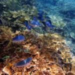 Barrier reef