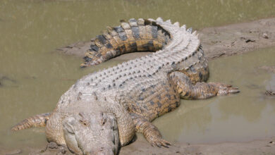 Saltwater crocs