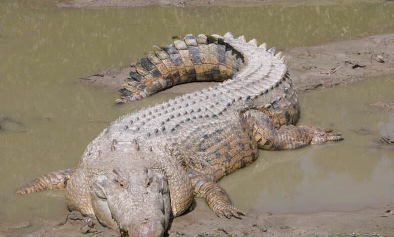 Saltwater crocs