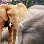 Elephant Poaching At Similipal