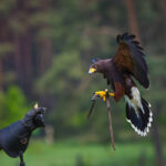Black Kite Falcon
