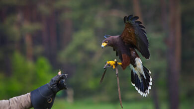 Black Kite Falcon