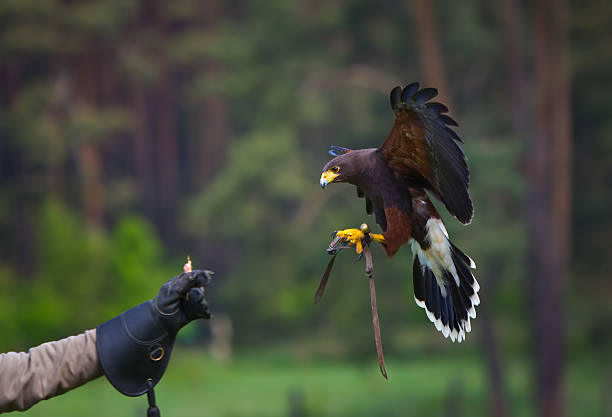 Black Kite Falcon