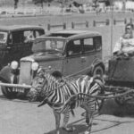 Zebra carts